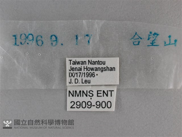 曲紋黛眼蝶藏品圖，第3張