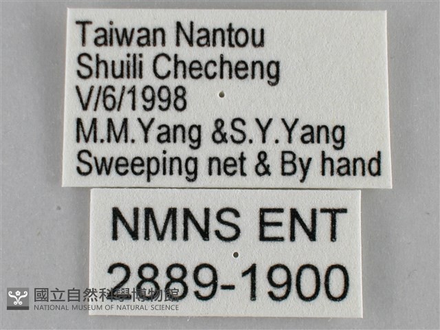 纖粉蝶藏品圖，第3張