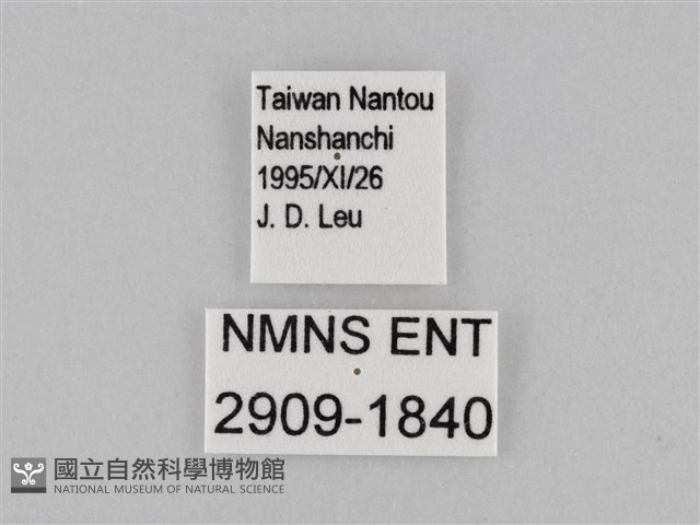 密紋波眼蝶藏品圖，第3張