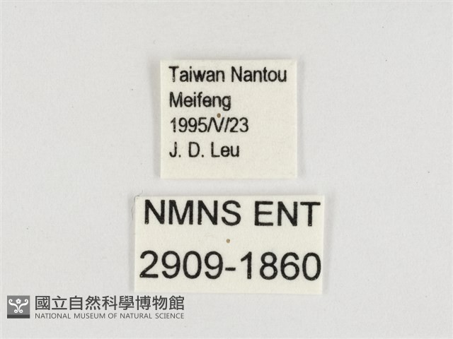 玉帶黛眼蝶藏品圖，第3張