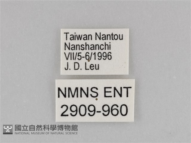 紅星脈蛺蝶藏品圖，第3張