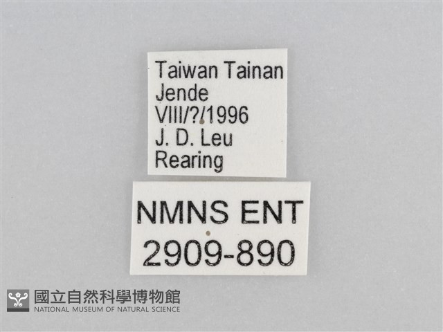樺斑蝶藏品圖，第3張