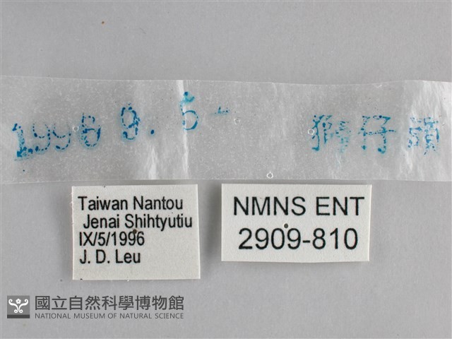 藍紋鋸眼蝶藏品圖，第3張
