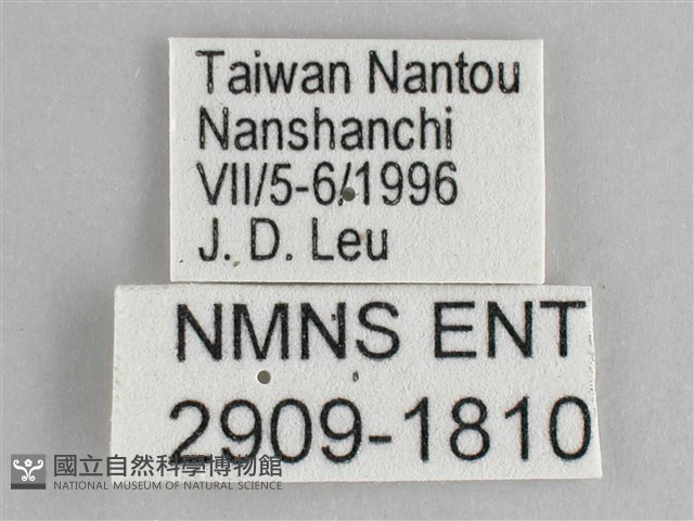 鋸粉蝶藏品圖，第3張