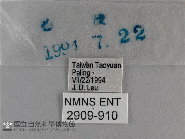 黃星弄蝶藏品圖，第3張