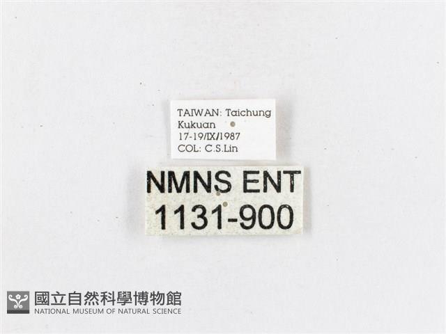 蓬萊茶斑蛾藏品圖，第3張