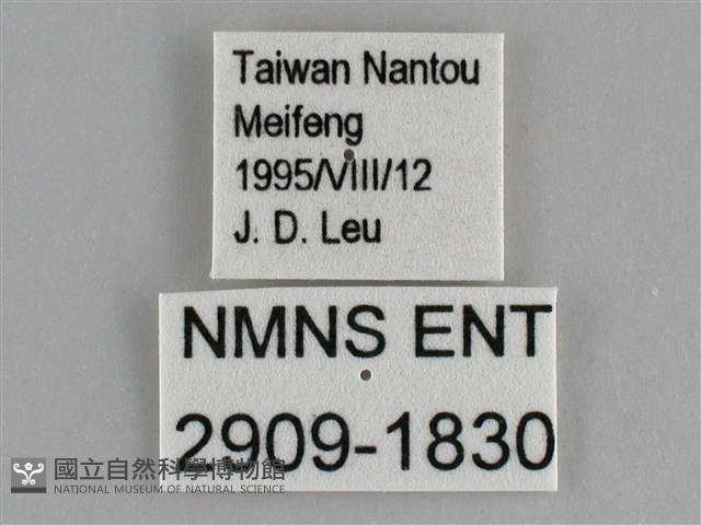 臺灣黛眼蝶藏品圖，第3張
