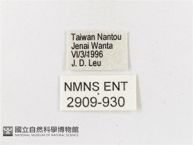 黃斑蔭眼蝶藏品圖，第3張