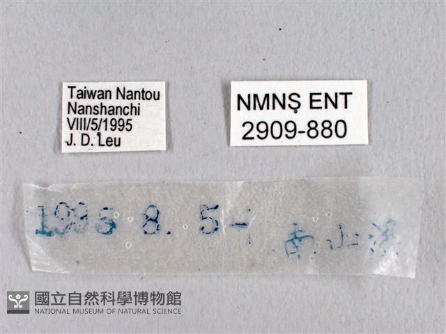 臺灣瑟弄蝶藏品圖，第3張