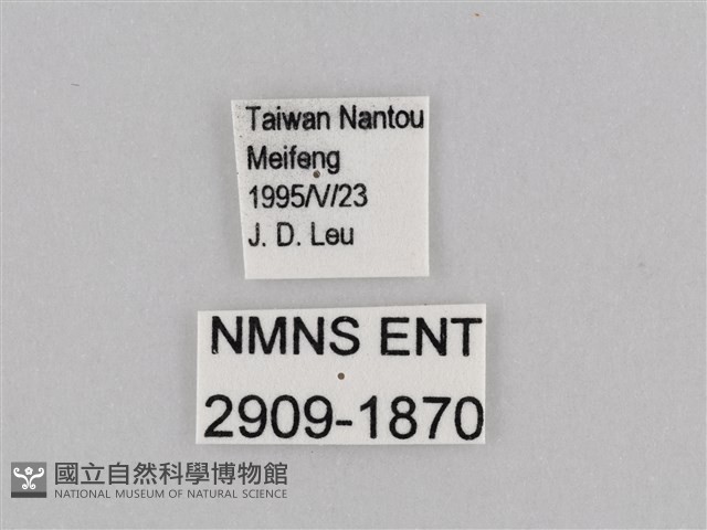 深山黛眼蝶藏品圖，第3張