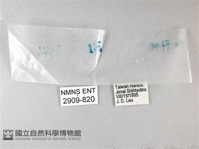 綠弄蝶藏品圖，第3張