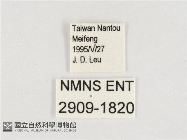 玉帶黛眼蝶藏品圖，第3張