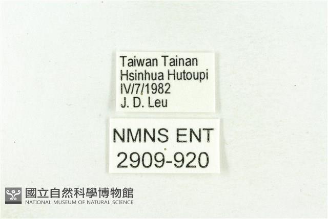 三斑虎灰蝶藏品圖，第3張