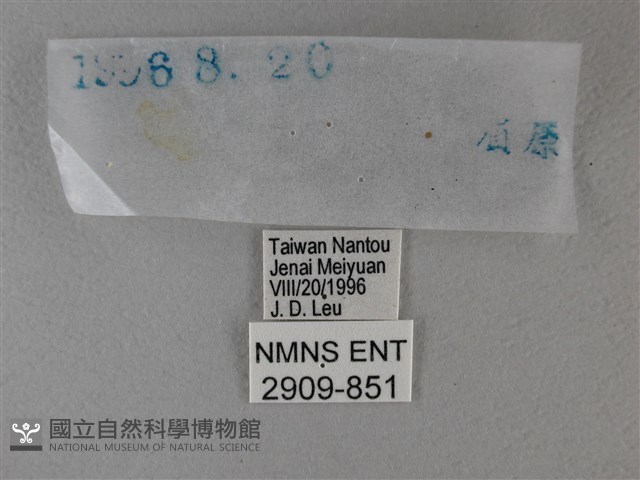 黑星弄蝶藏品圖，第3張