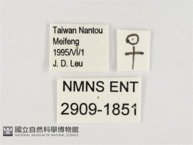 玉帶黛眼蝶藏品圖，第3張