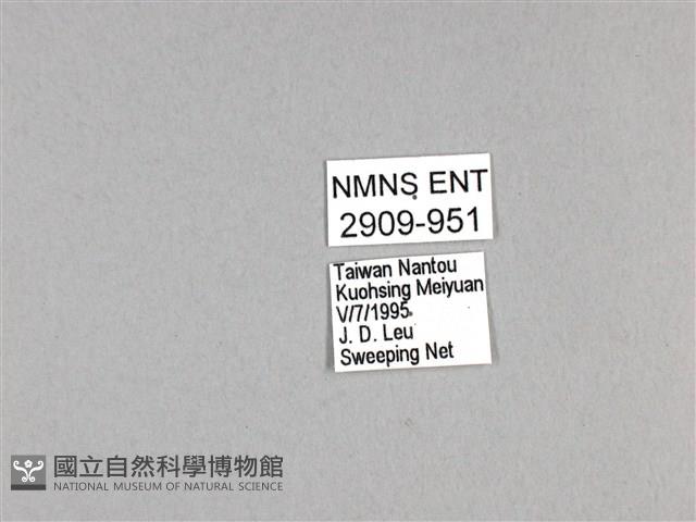 劍鳳蝶藏品圖，第3張