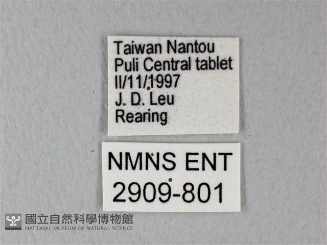 緣點白粉蝶藏品圖，第3張