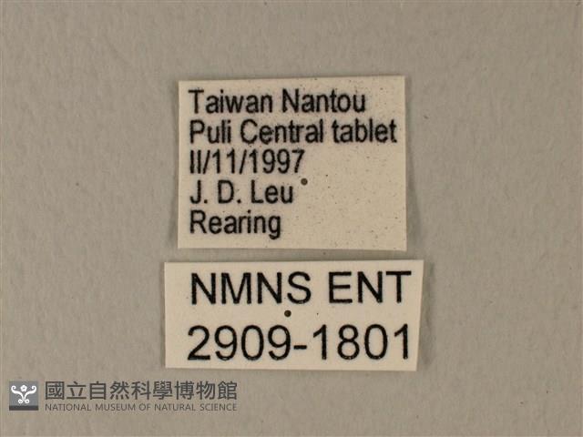 白粉蝶、紋白蝶藏品圖，第3張