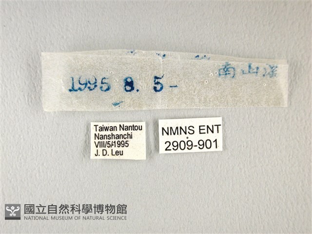 橙翅傘弄蝶藏品圖，第3張