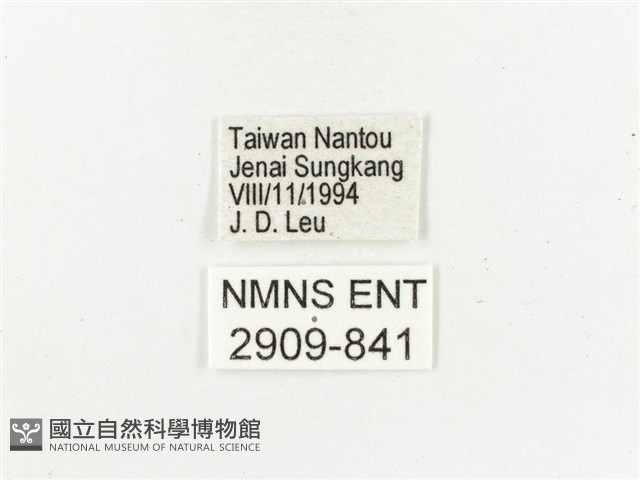 白斑蔭眼蝶藏品圖，第3張