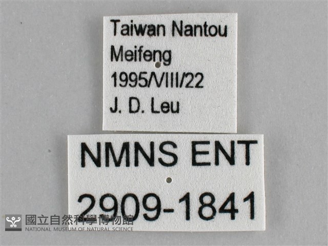 臺灣黛眼蝶藏品圖，第3張