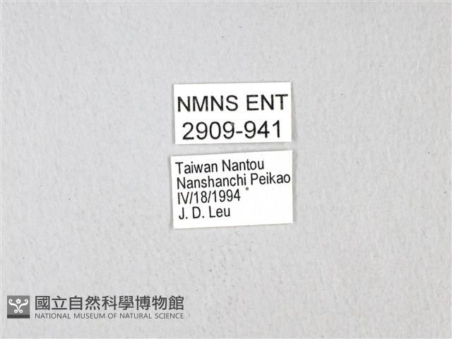 黃星斑鳳蝶藏品圖，第3張