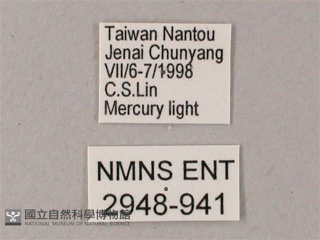 藏斜紋天蛾藏品圖，第3張