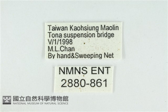 東方喙蝶藏品圖，第3張