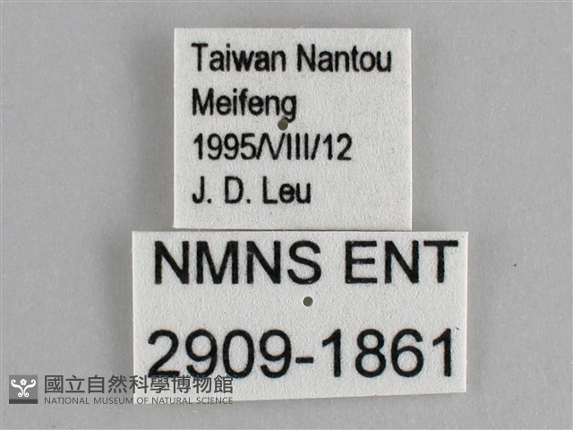 臺灣黛眼蝶藏品圖，第3張
