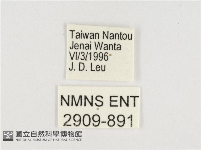 傲白蛺蝶藏品圖，第3張