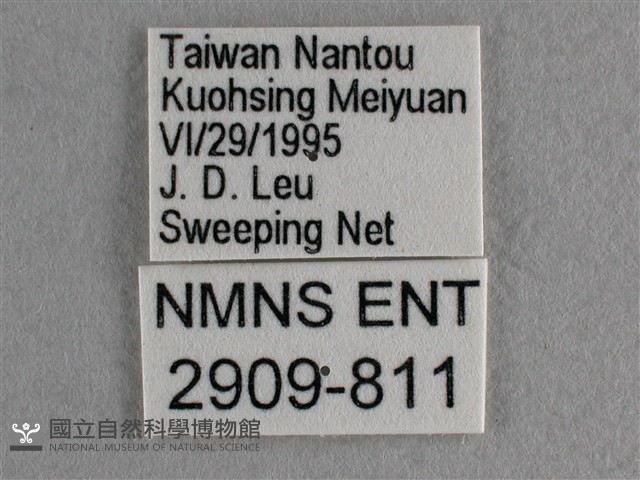 散紋盛蛺蝶藏品圖，第3張