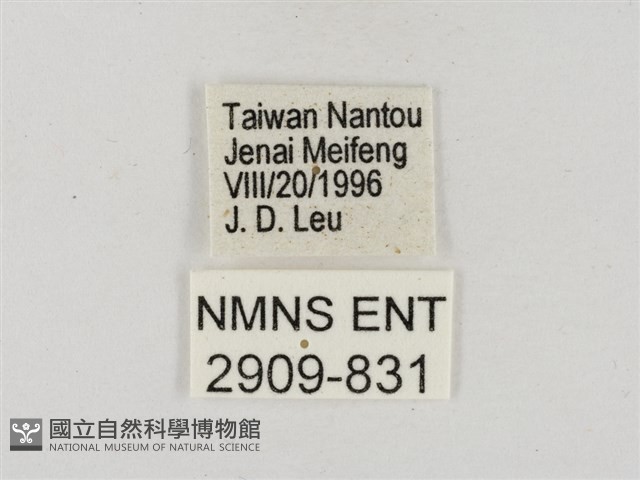 尖翅星弄蝶藏品圖，第3張