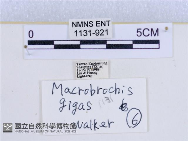 巨網燈蛾藏品圖，第3張