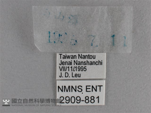 小雙尾蛺蝶藏品圖，第3張