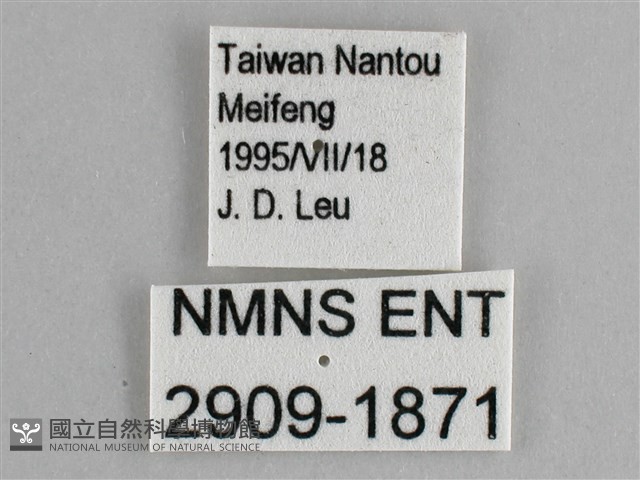 臺灣黛眼蝶藏品圖，第3張
