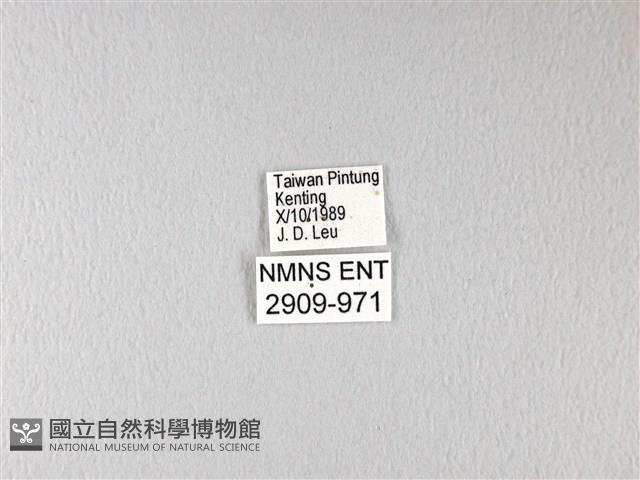 橙翅傘弄蝶藏品圖，第3張