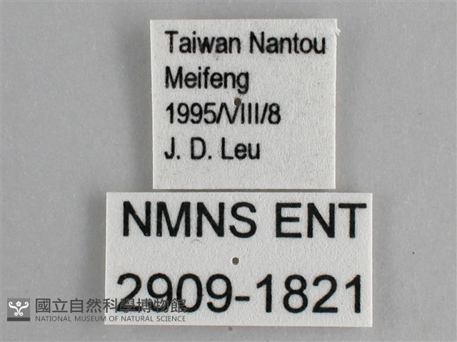 臺灣黛眼蝶藏品圖，第3張