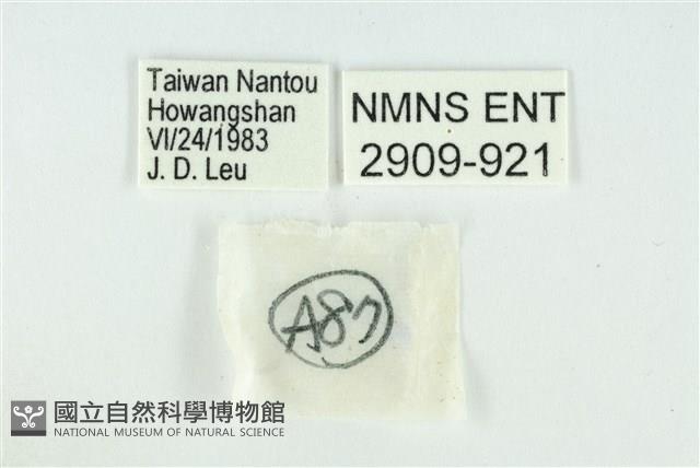 珂灰蝶藏品圖，第3張