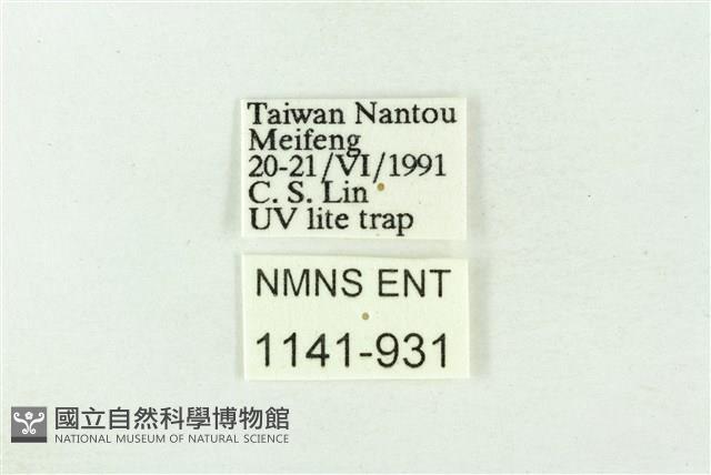 樹形尺蛾藏品圖，第3張