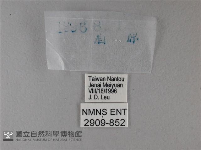 黑星弄蝶藏品圖，第3張