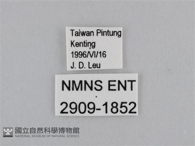 江崎波眼蝶藏品圖，第3張