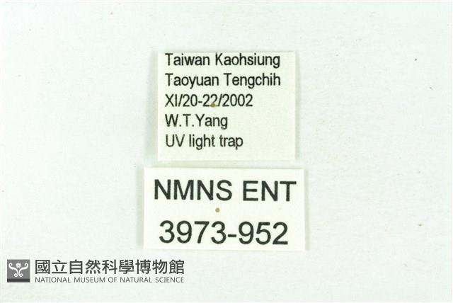 臺雪苔蛾藏品圖，第3張