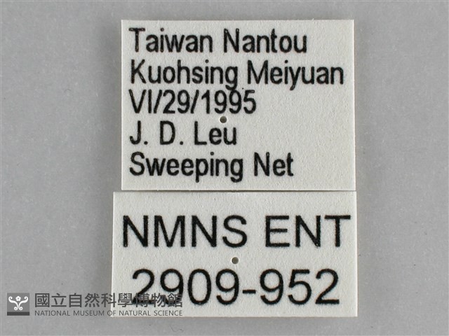 琉璃蛺蝶藏品圖，第3張