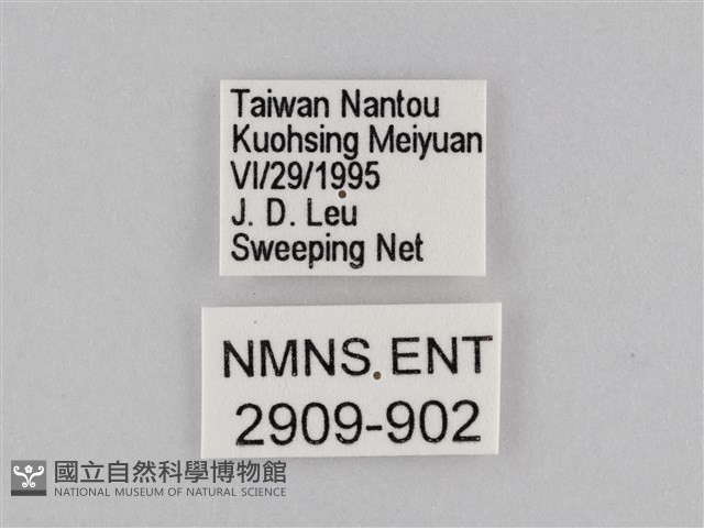 密紋波眼蝶藏品圖，第3張