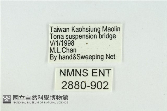東方喙蝶藏品圖，第3張