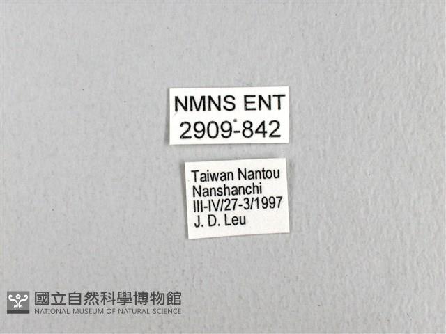 黃星斑鳳蝶藏品圖，第3張