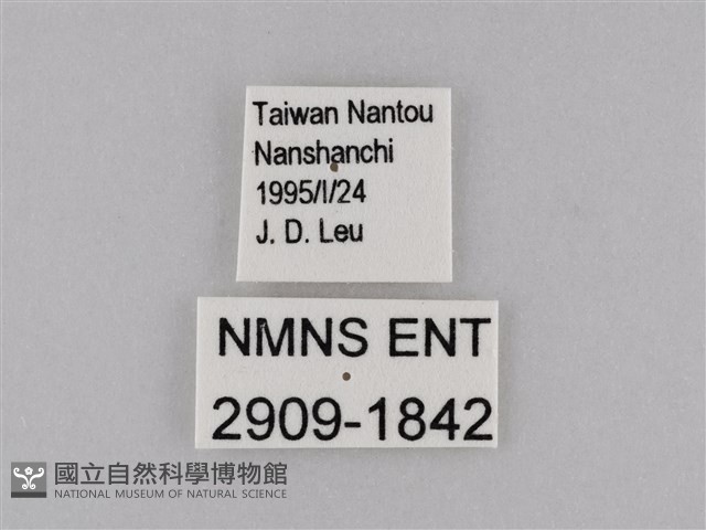小波眼蝶藏品圖，第3張