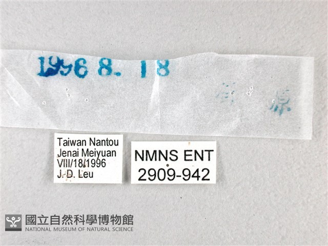 長翅弄蝶藏品圖，第3張