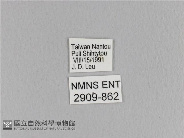 臺灣枯葉蛾藏品圖，第3張