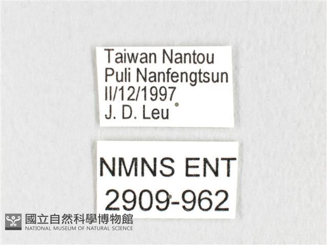 銀肩枯葉蛾藏品圖，第3張